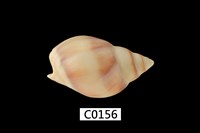 藏品(織紋螺)的圖片